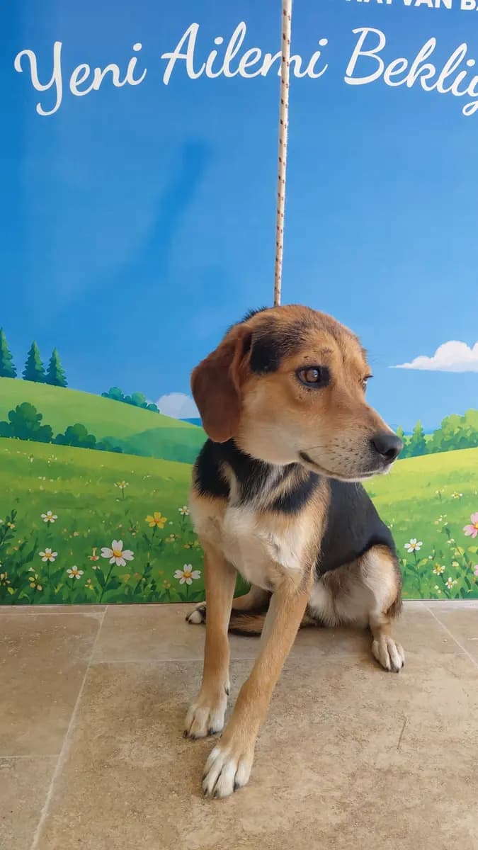Fethiye Yuva Bekleyen Kopek 6423 Melez Köpek, Muğla