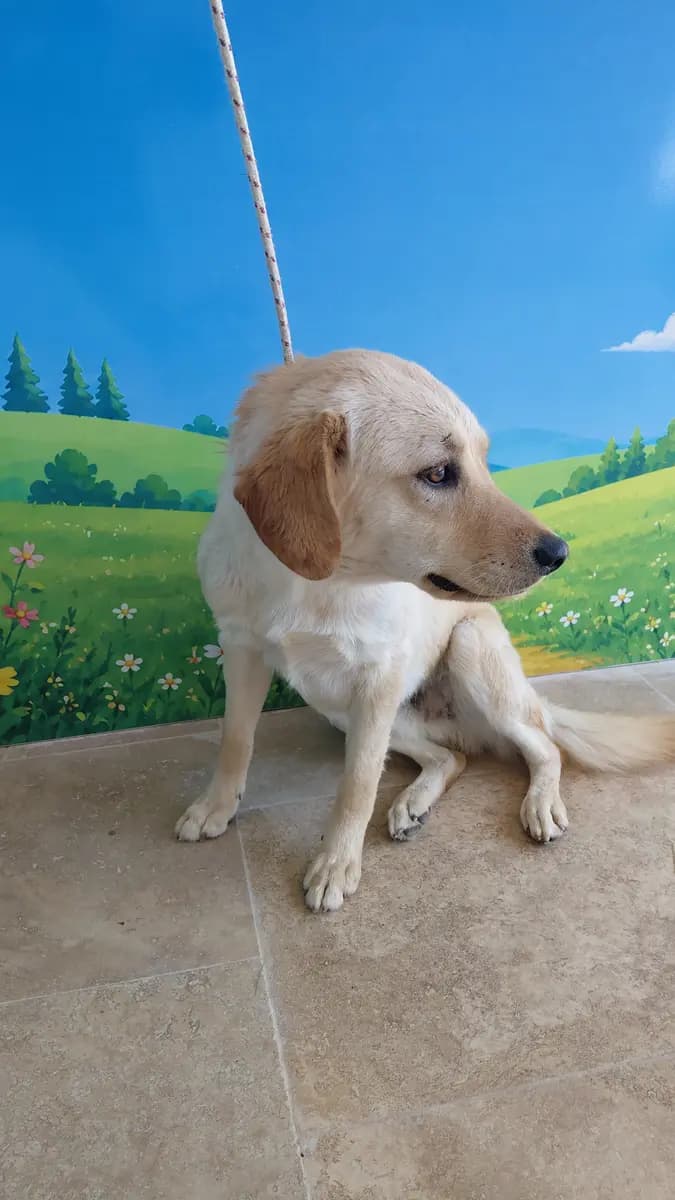 Fethiye Yuva Bekleyen Kopek 6424 Melez Köpek, Muğla