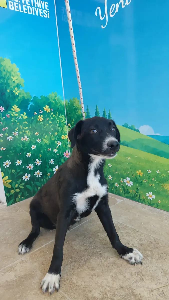 Fethiye Yuva Bekleyen Kopek 6444 Melez Köpek, Muğla