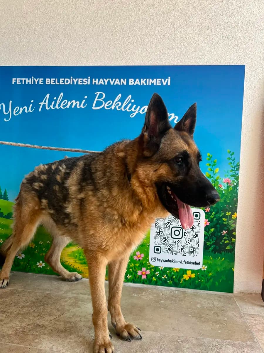 Fethiye Melez Köpek Melez Köpek fotoğrafı