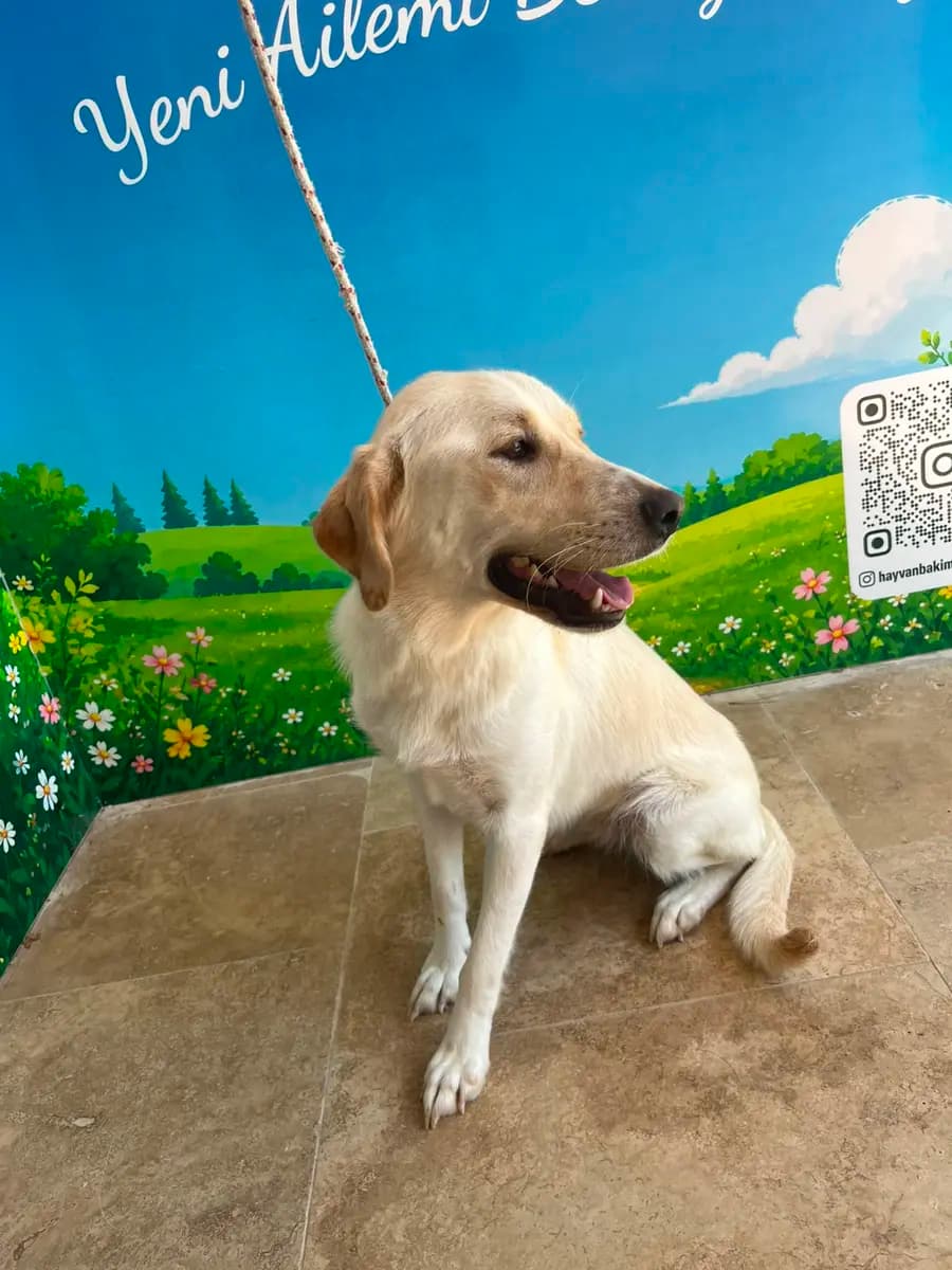 Fethiye Melez Köpek Melez Köpek, Muğla