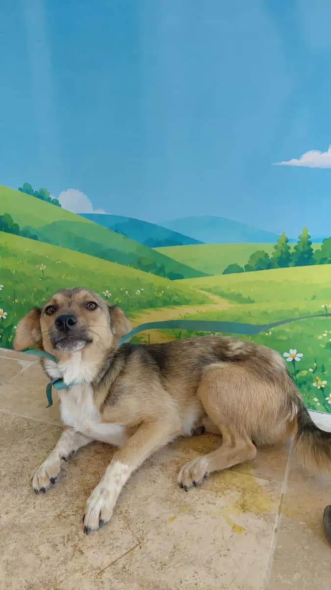 Fethiye Melez Köpek Melez Köpek fotoğrafı