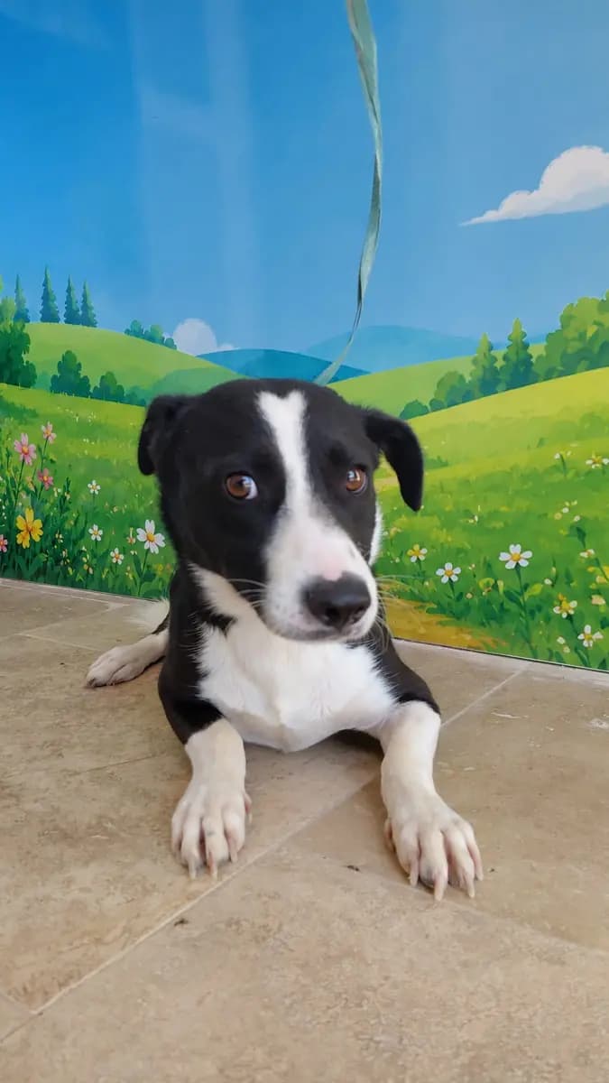 Fethiye Melez Köpek Melez Köpek, Muğla