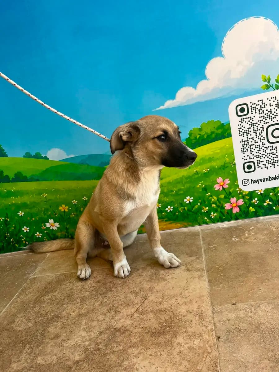 Fethiye Melez Köpek Melez Köpek, Muğla