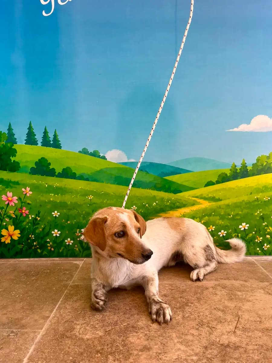Fethiye Melez Köpek Melez Köpek, Muğla