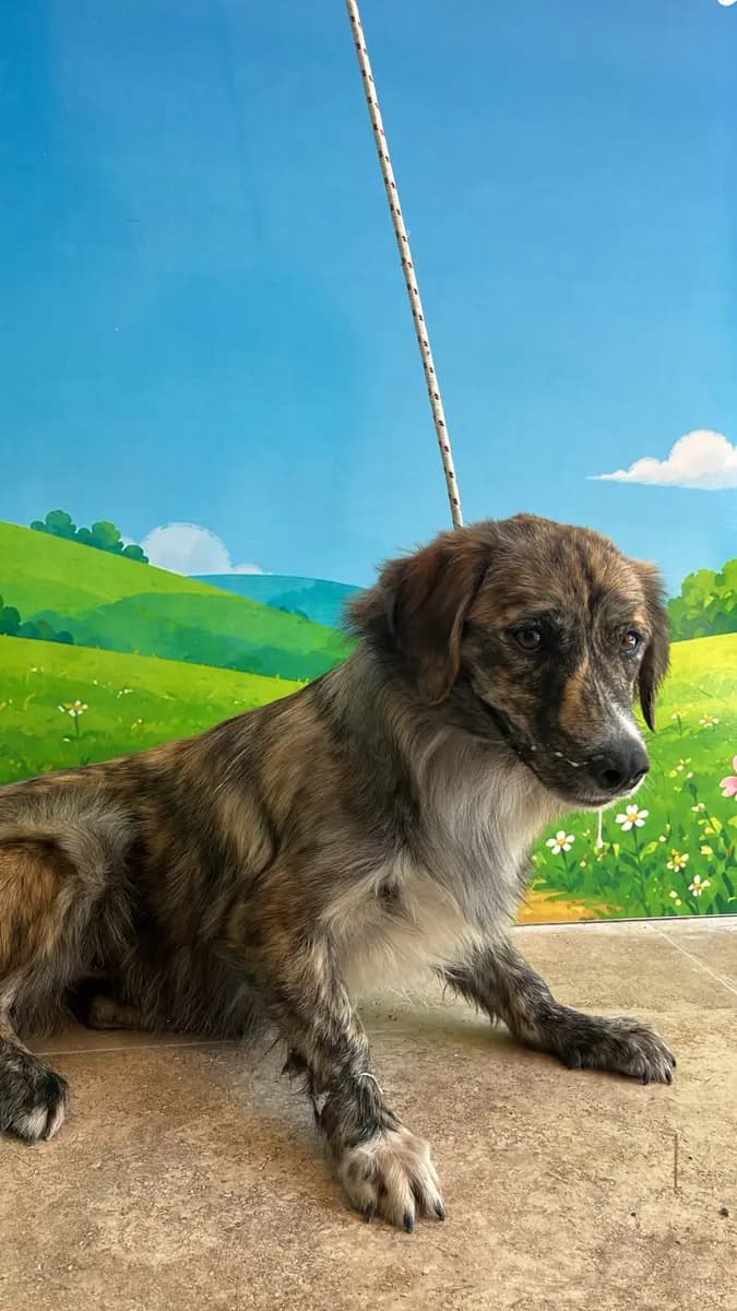 Fethiye Melez Köpek Melez Köpek fotoğrafı