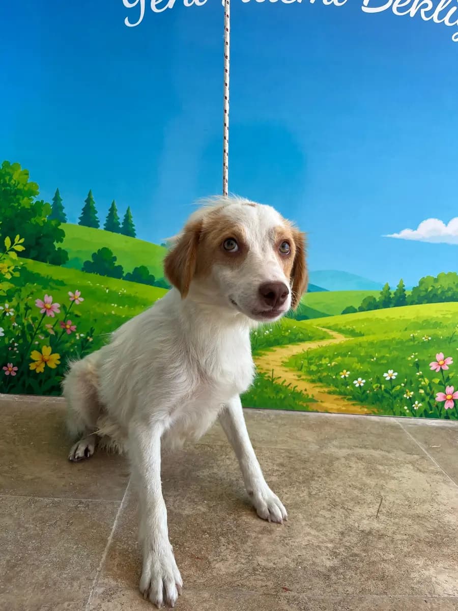 Fethiye Melez Köpek Melez Köpek fotoğrafı