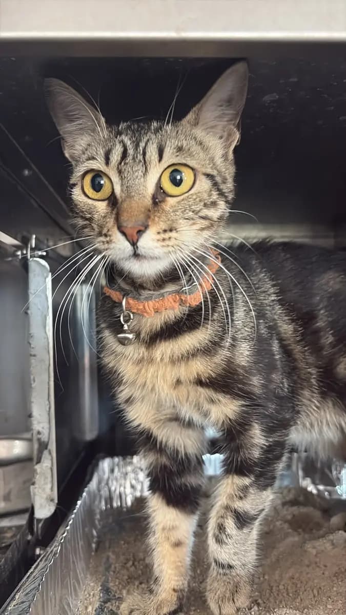 Fethiye Melez Kedi Melez Kedi fotoğrafı