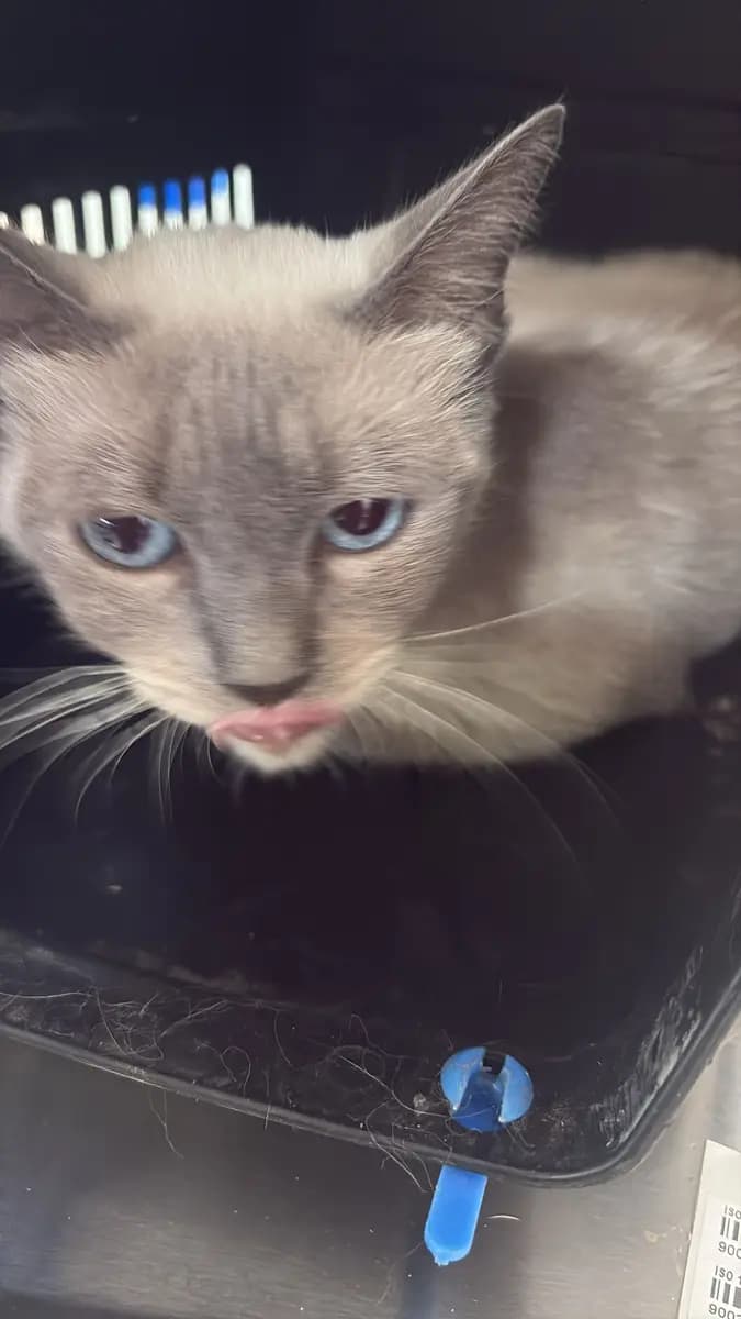 Fethiye Melez Kedi Melez Kedi fotoğrafı