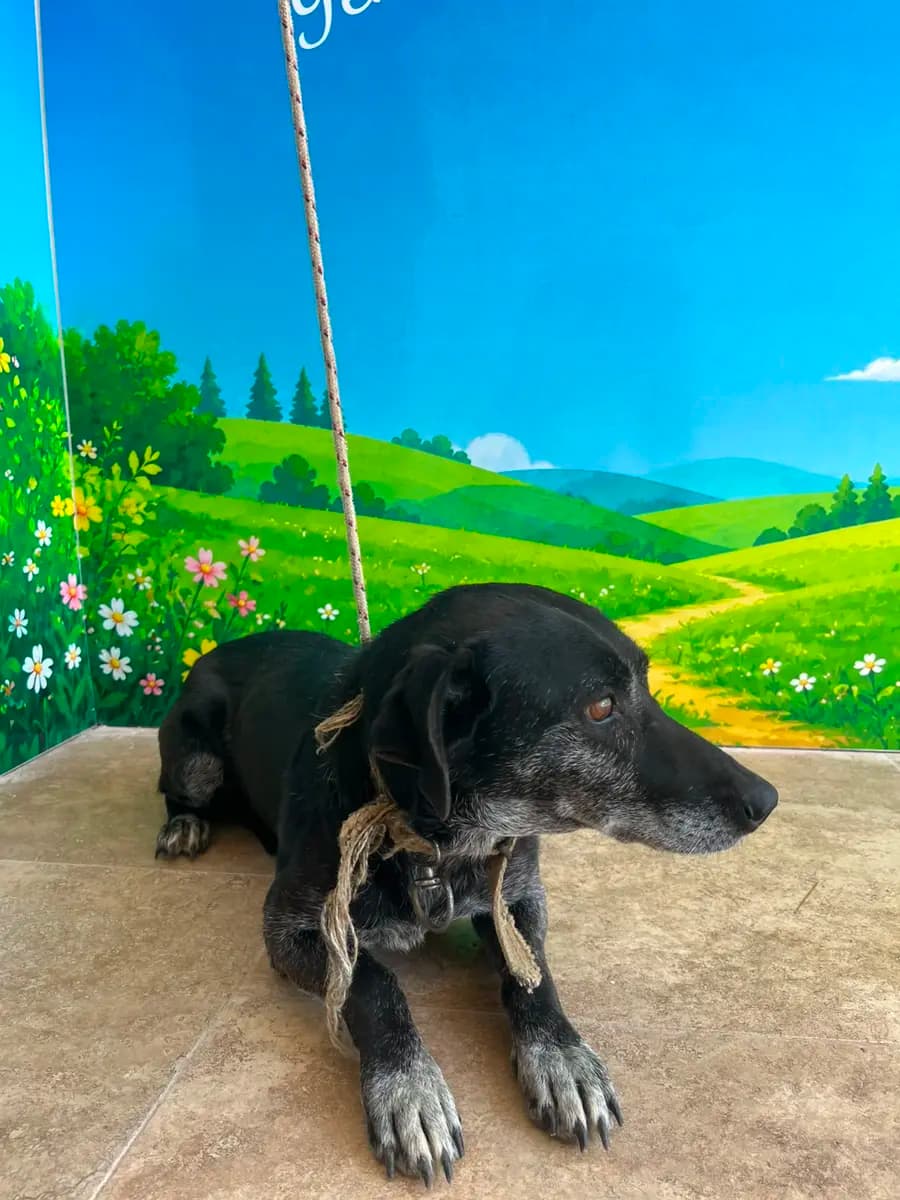 Fethiye Melez Köpek Melez Köpek fotoğrafı