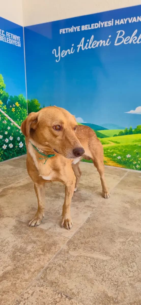 Fethiye Melez Köpek Melez Köpek fotoğrafı