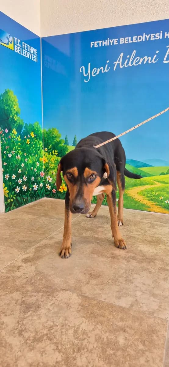 Fethiye Melez Köpek Melez Köpek fotoğrafı