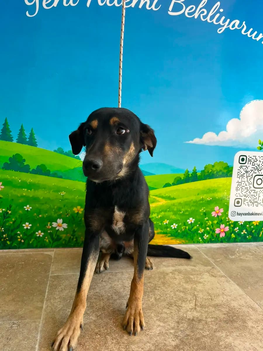 Fethiye Melez Köpek Melez Köpek fotoğrafı