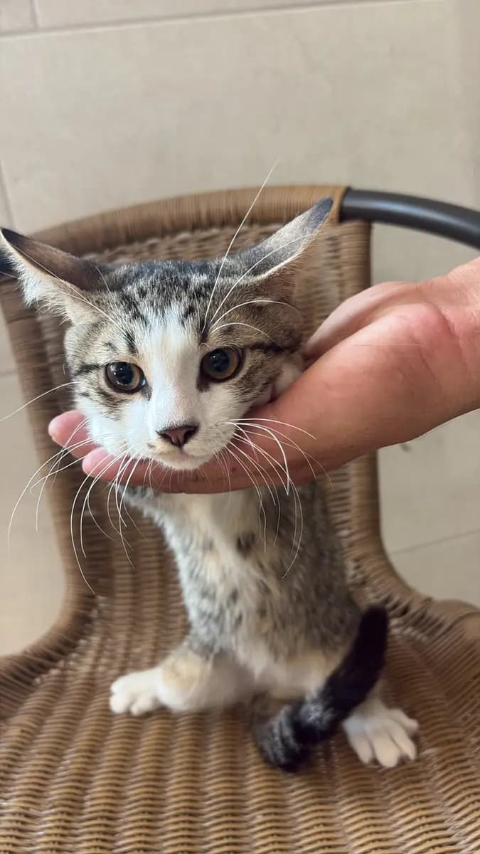 Fethiye Melez Kedi Melez Kedi, Muğla