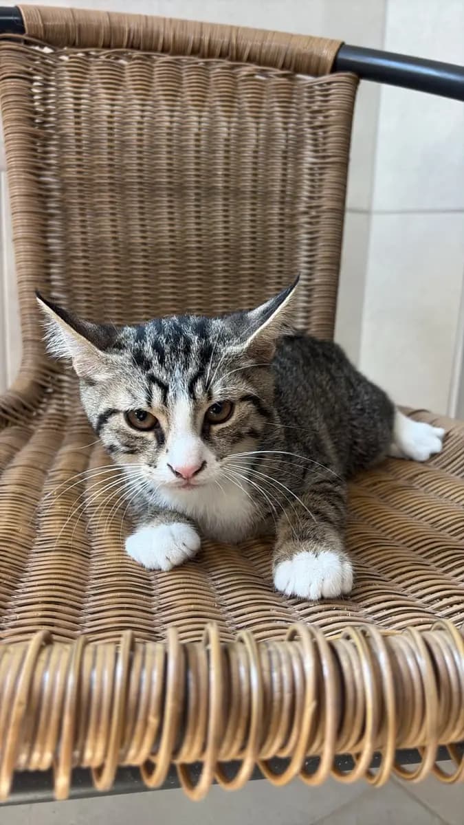 Fethiye Melez Kedi Melez Kedi fotoğrafı
