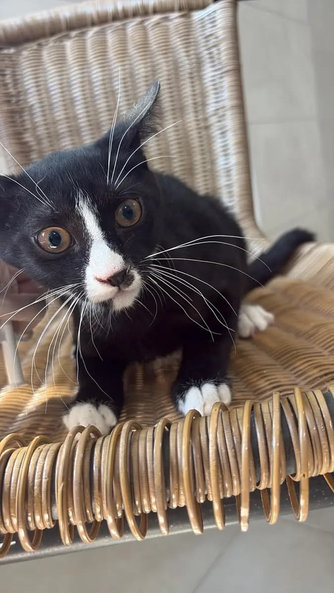 Fethiye Melez Kedi Melez Kedi fotoğrafı