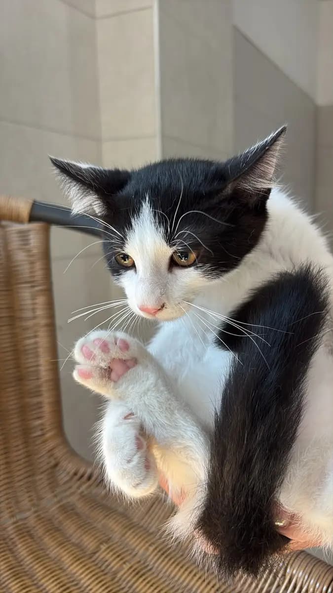 Fethiye Melez Kedi Melez Kedi fotoğrafı