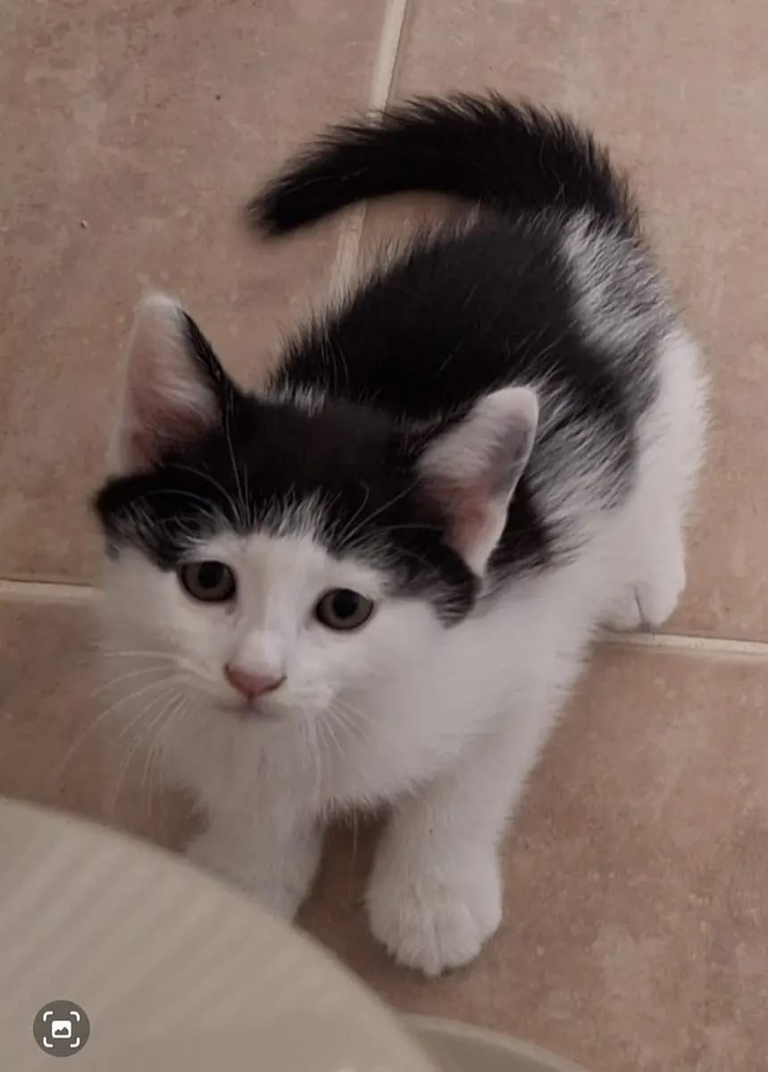 Fethiye Melez Kedi Melez Kedi fotoğrafı