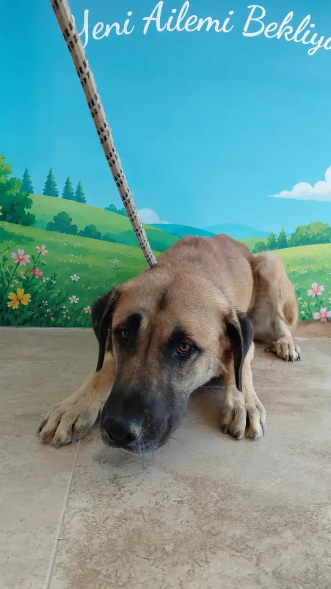 Fethiye Melez Köpek Melez Köpek, Muğla