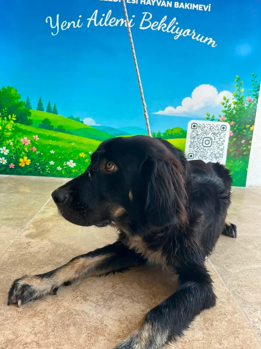 Fethiye Melez Köpek Melez Köpek, Muğla