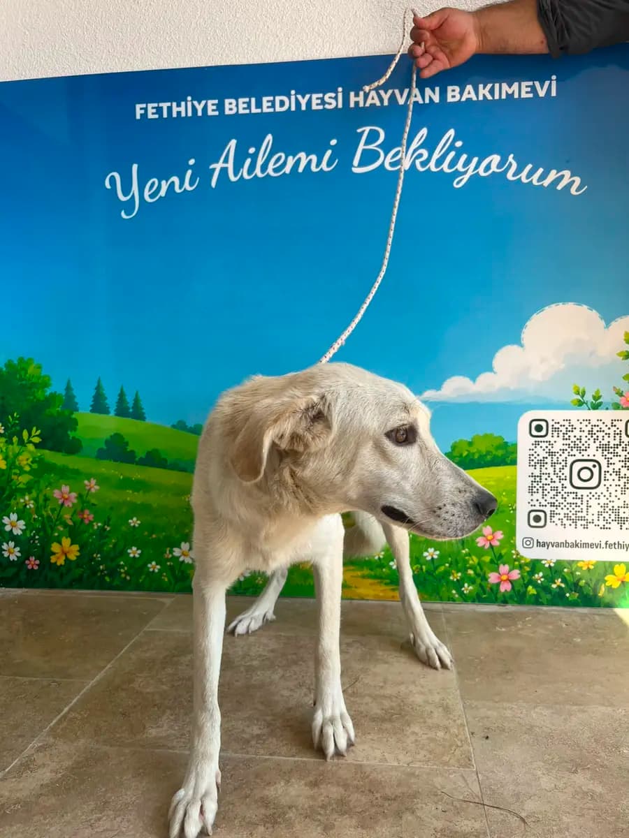 Fethiye Melez Köpek Melez Köpek, Muğla