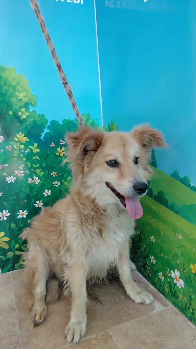 Fethiye Melez Köpek Melez Köpek, Muğla