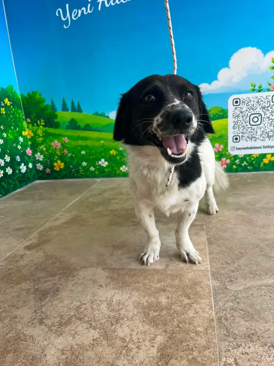 Fethiye Melez Köpek Melez Köpek, Muğla