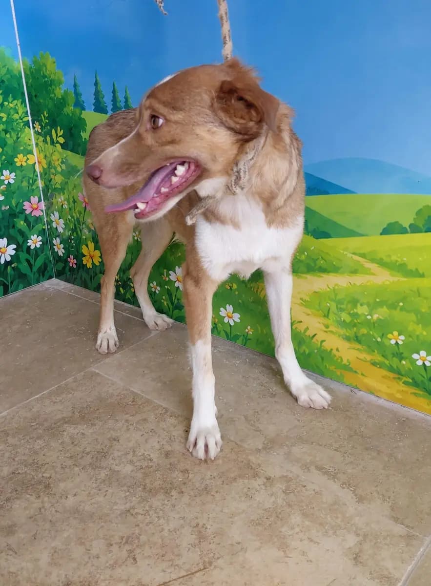 Fethiye Melez Köpek Melez Köpek, Muğla