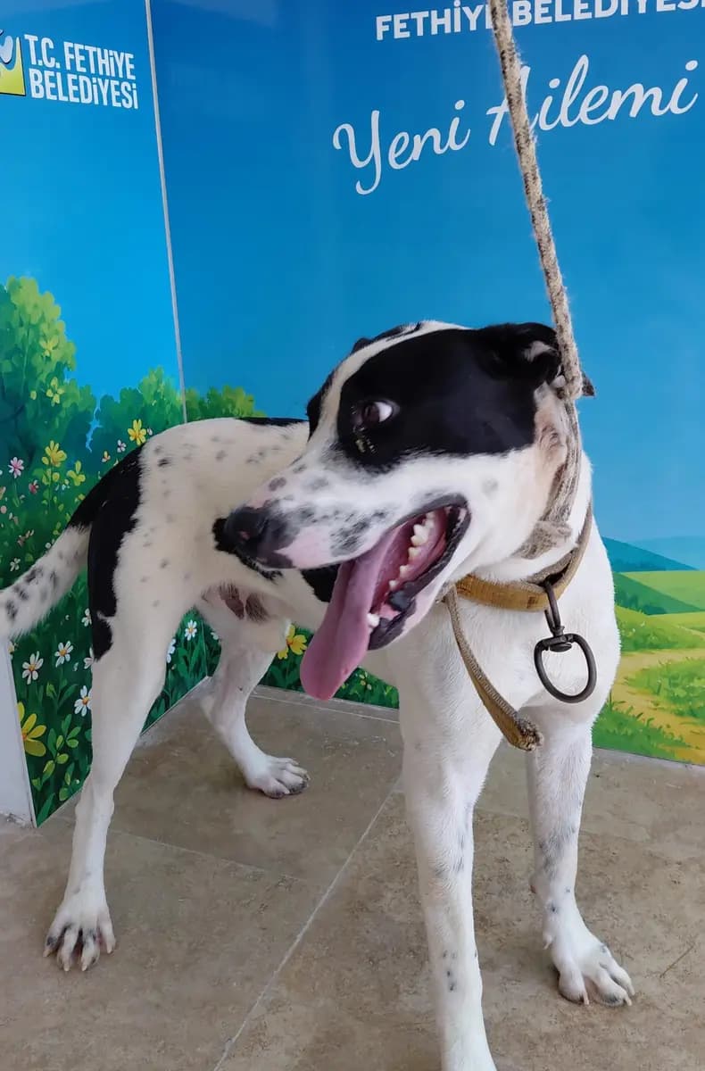 Fethiye Melez Köpek Melez Köpek fotoğrafı