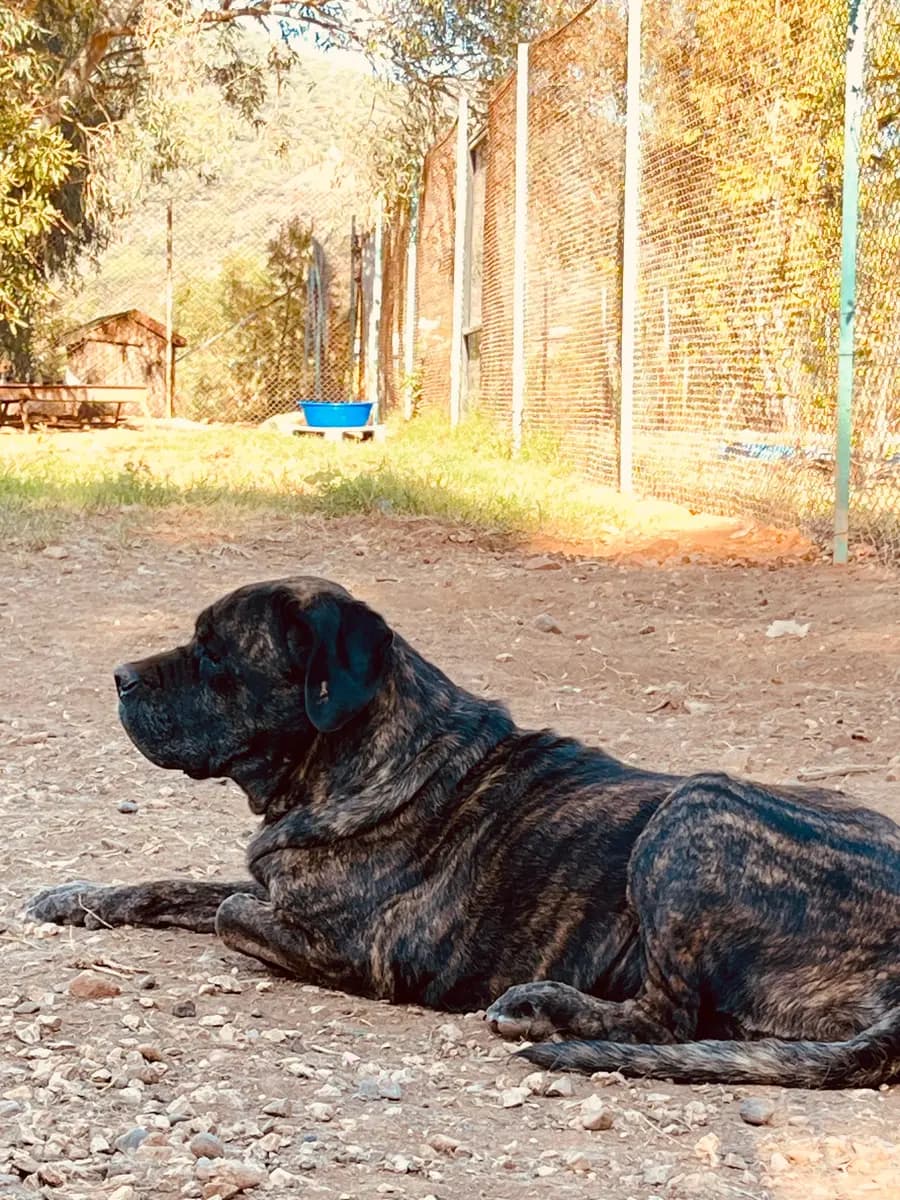 Fethiye Yuva Bekleyen Kopek 70 Melez Köpek, Muğla