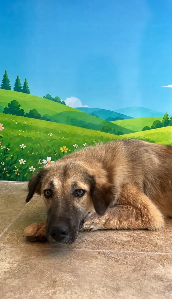 Fethiye Melez Köpek Melez Köpek, Muğla