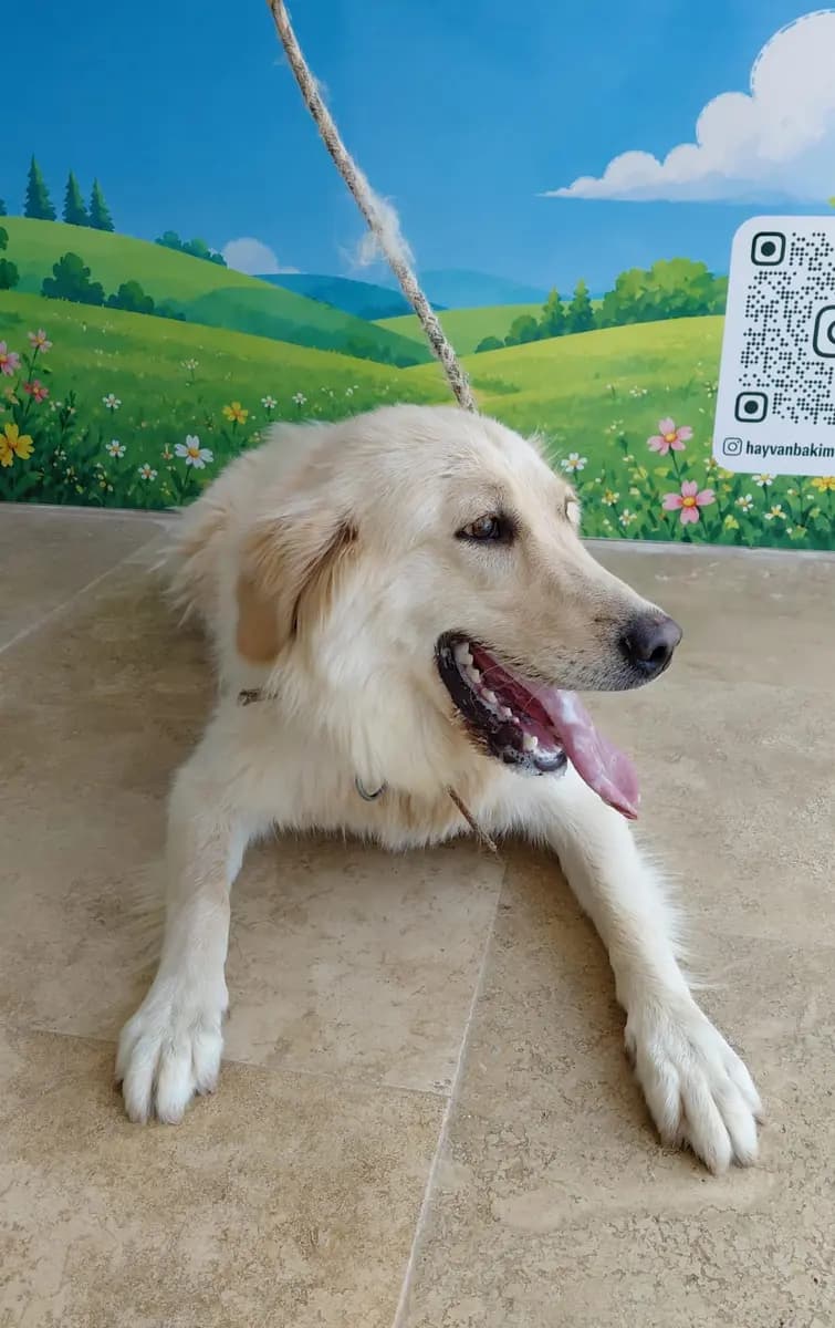 Fethiye Melez Köpek Melez Köpek fotoğrafı