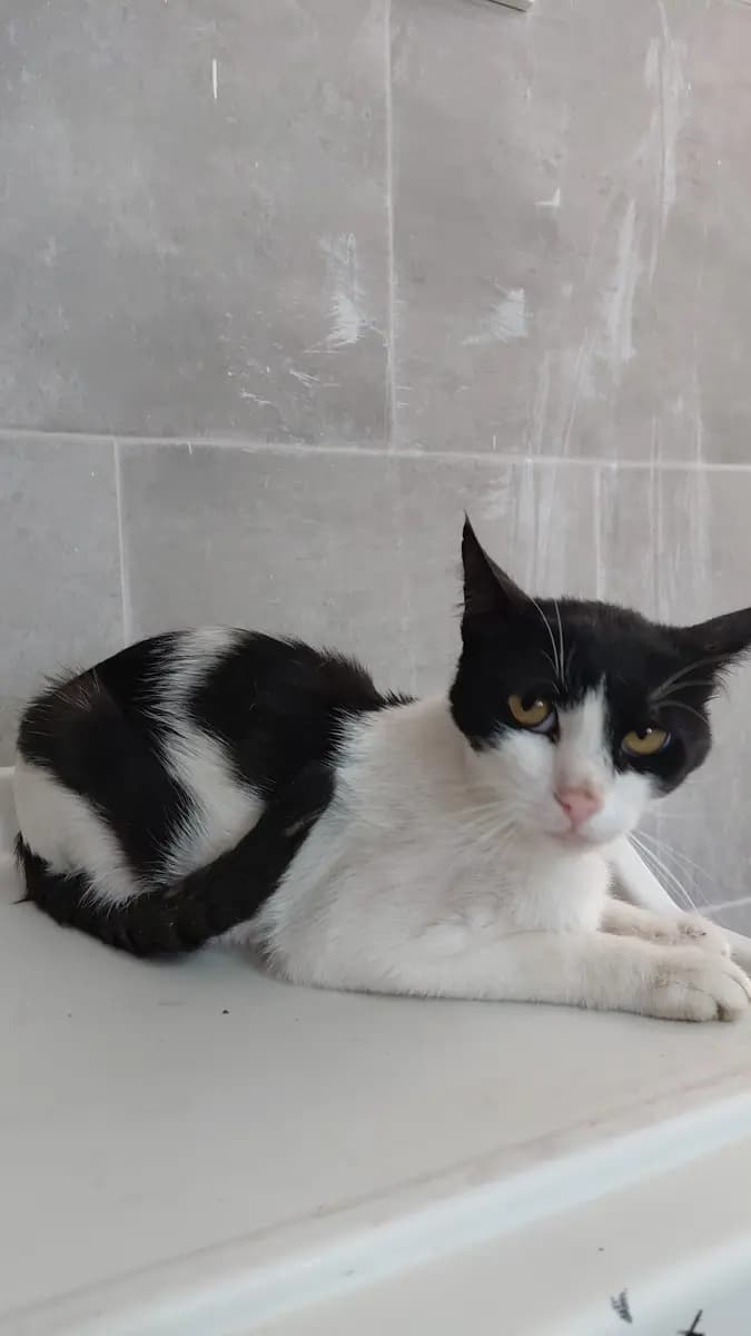 Fethiye Melez Kedi Melez Kedi fotoğrafı