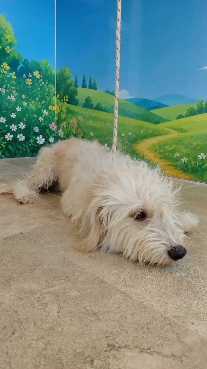 Fethiye Melez Köpek Melez Köpek, Muğla