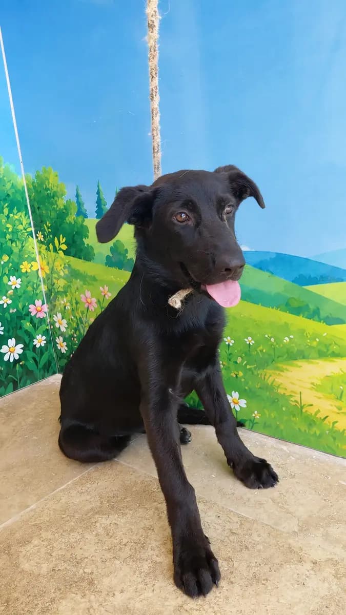 Fethiye Melez Köpek Melez Köpek, Muğla
