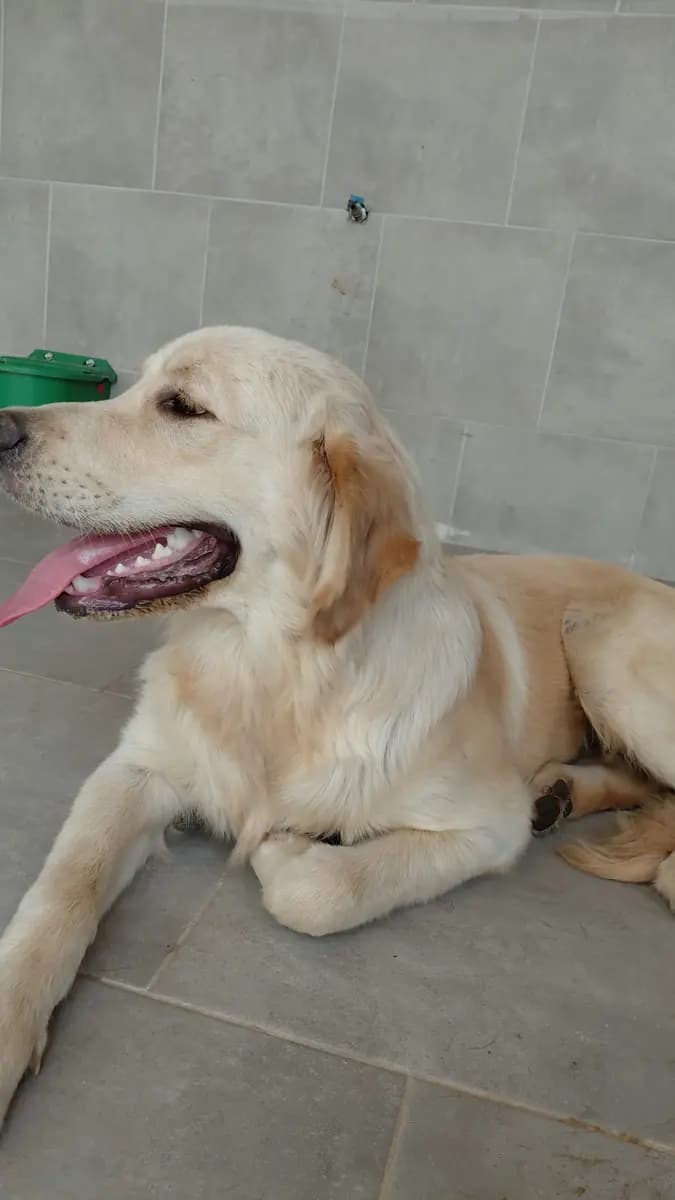 Fethiye Melez Köpek Melez Köpek fotoğrafı