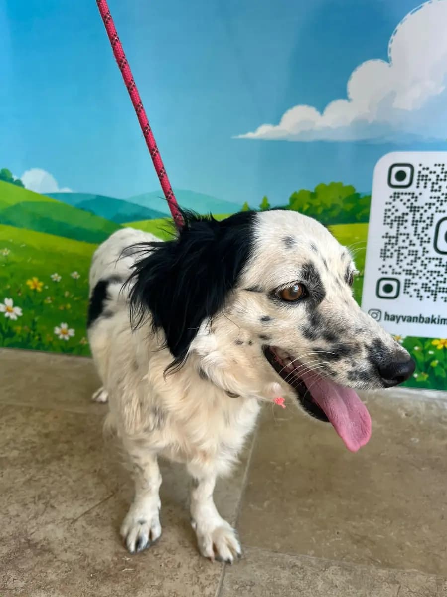 Fethiye Melez Köpek Melez Köpek, Muğla