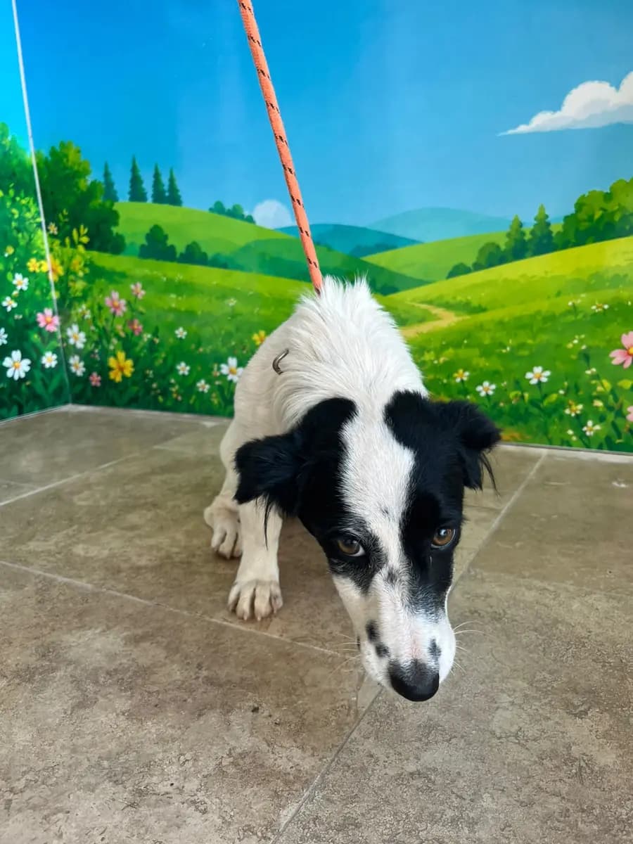 Fethiye Melez Köpek Melez Köpek, Muğla