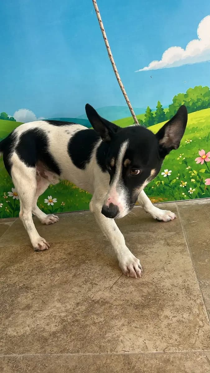 Fethiye Melez Köpek Melez Köpek fotoğrafı