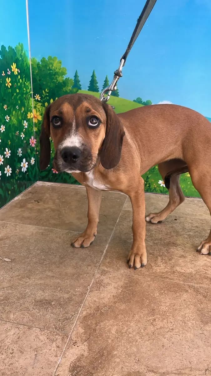Fethiye Melez Köpek Melez Köpek fotoğrafı