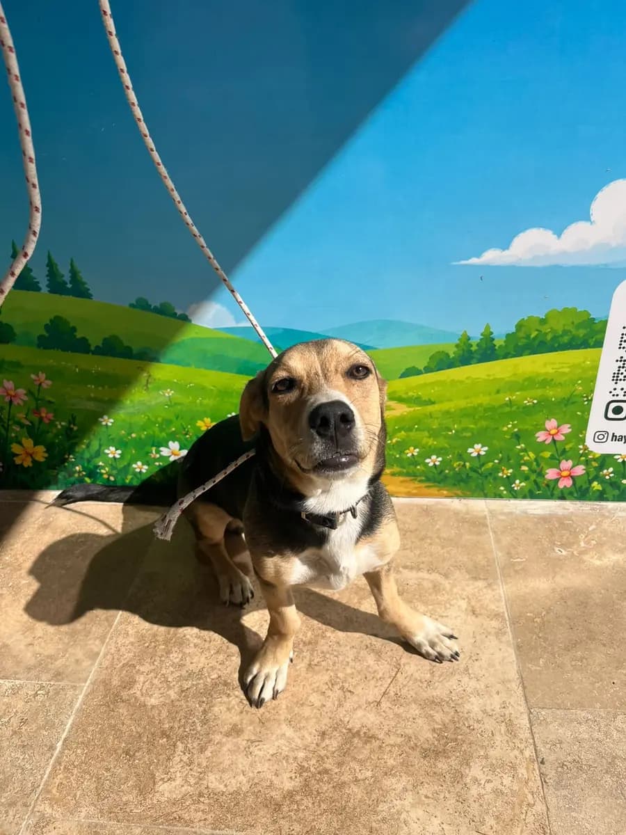 Fethiye Melez Köpek Melez Köpek fotoğrafı