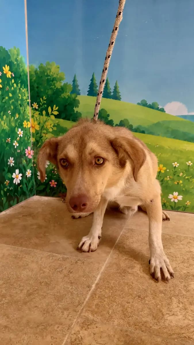 Fethiye Melez Köpek Melez Köpek fotoğrafı
