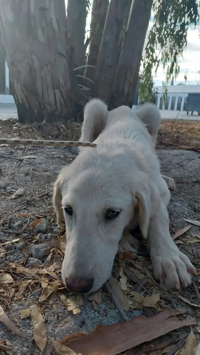 Fethiye Melez Köpek Melez Köpek, Muğla