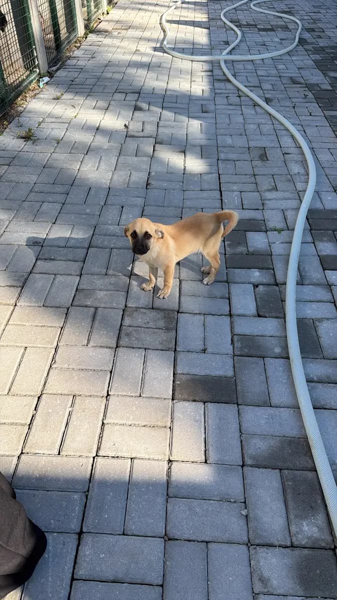 Fethiye Melez Köpek Melez Köpek fotoğrafı