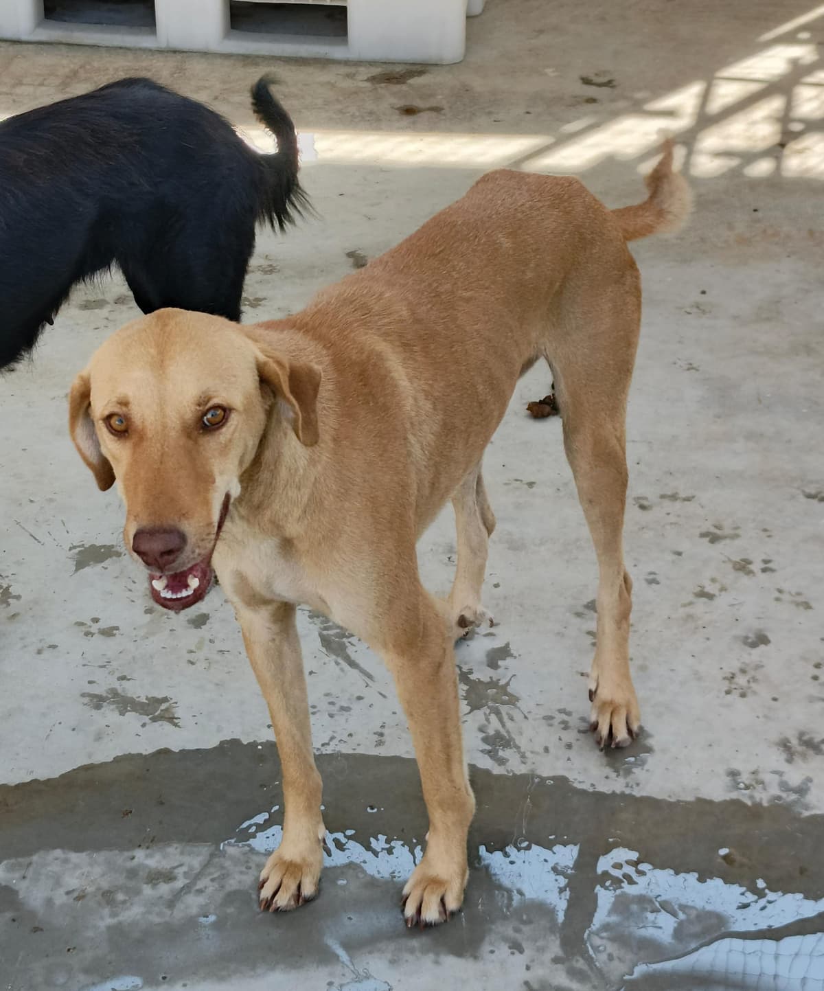 Gördes Çoban Köpeği Köpek Çoban Köpeği Köpek fotoğrafı