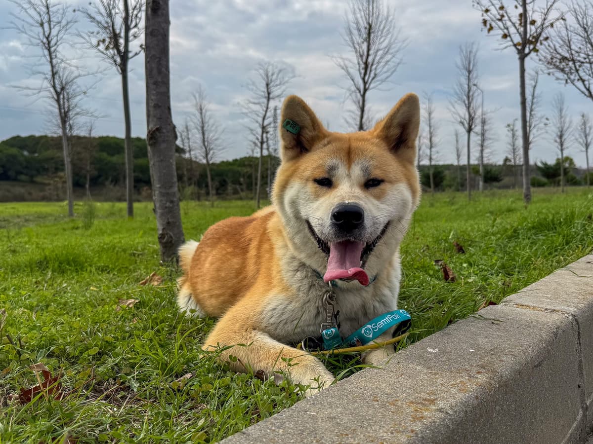 Yuki Melez Köpek fotoğrafı