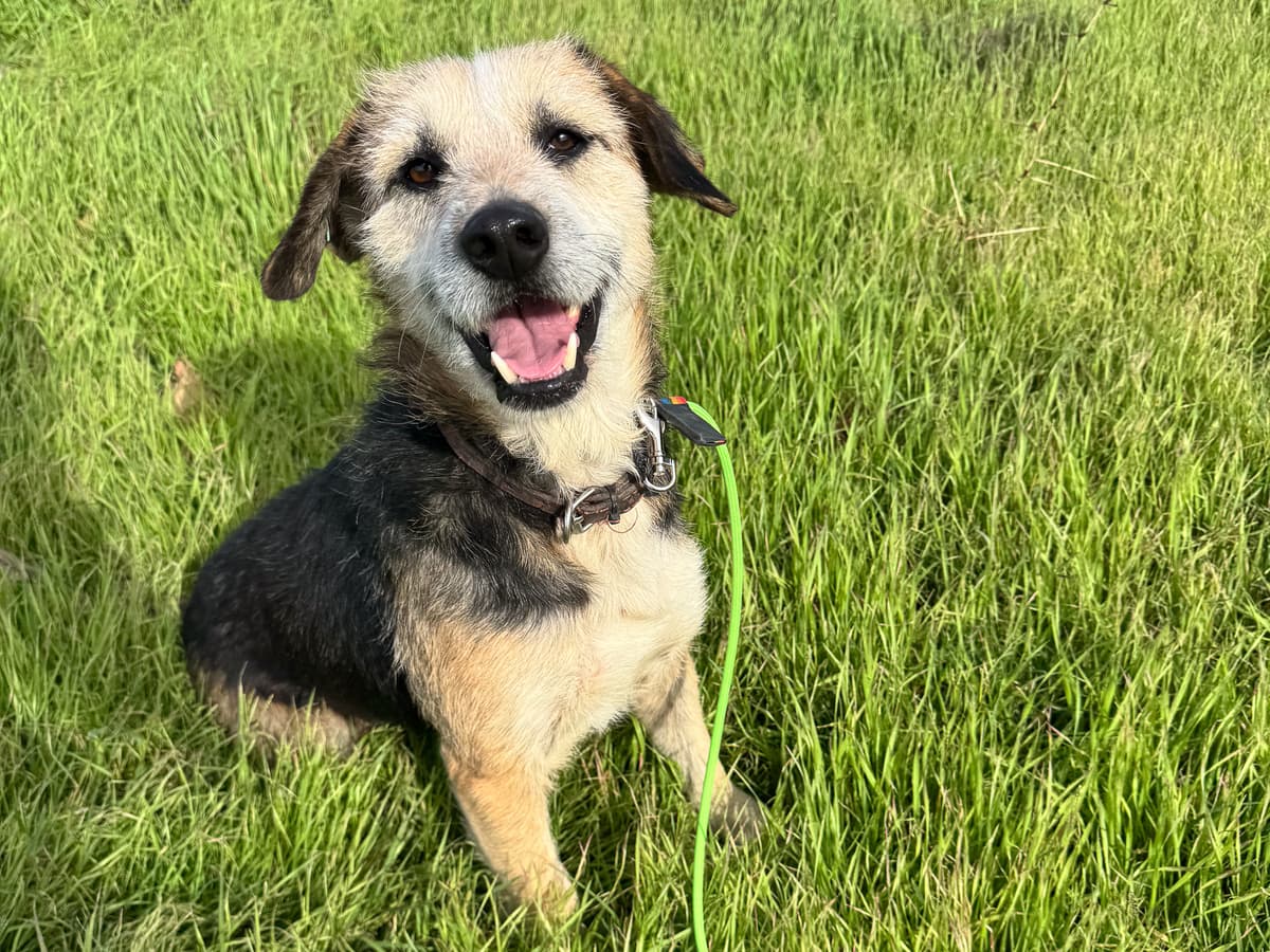 Nana Melez Köpek fotoğrafı