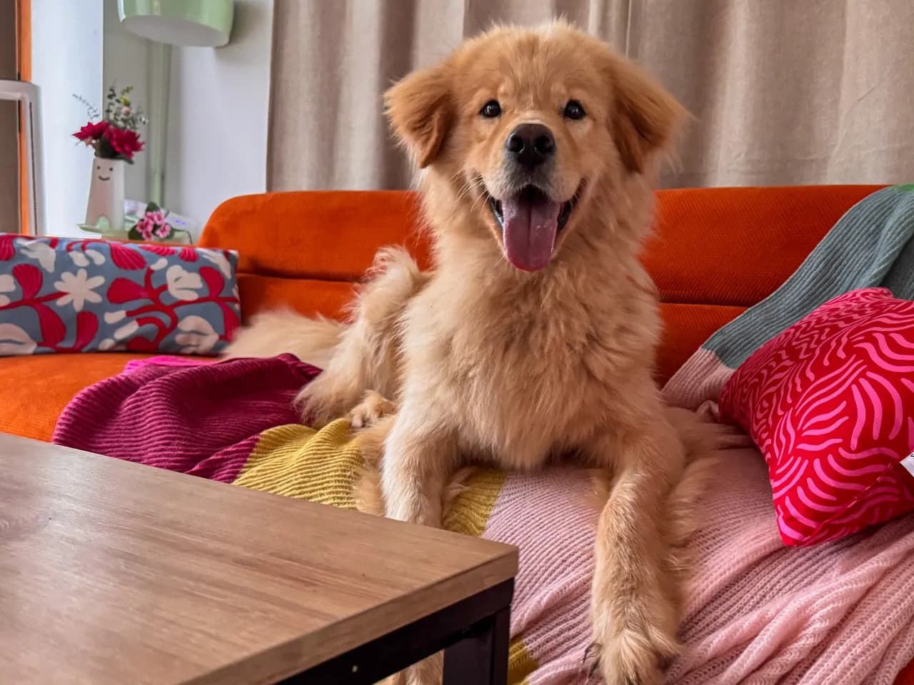 Ufo Melez Köpek, İstanbul