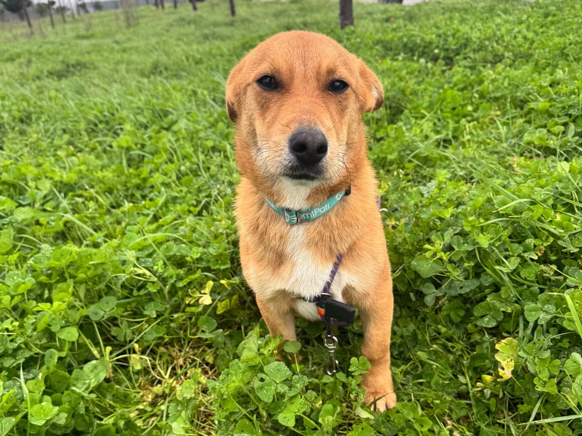 Joey Melez Köpek fotoğrafı