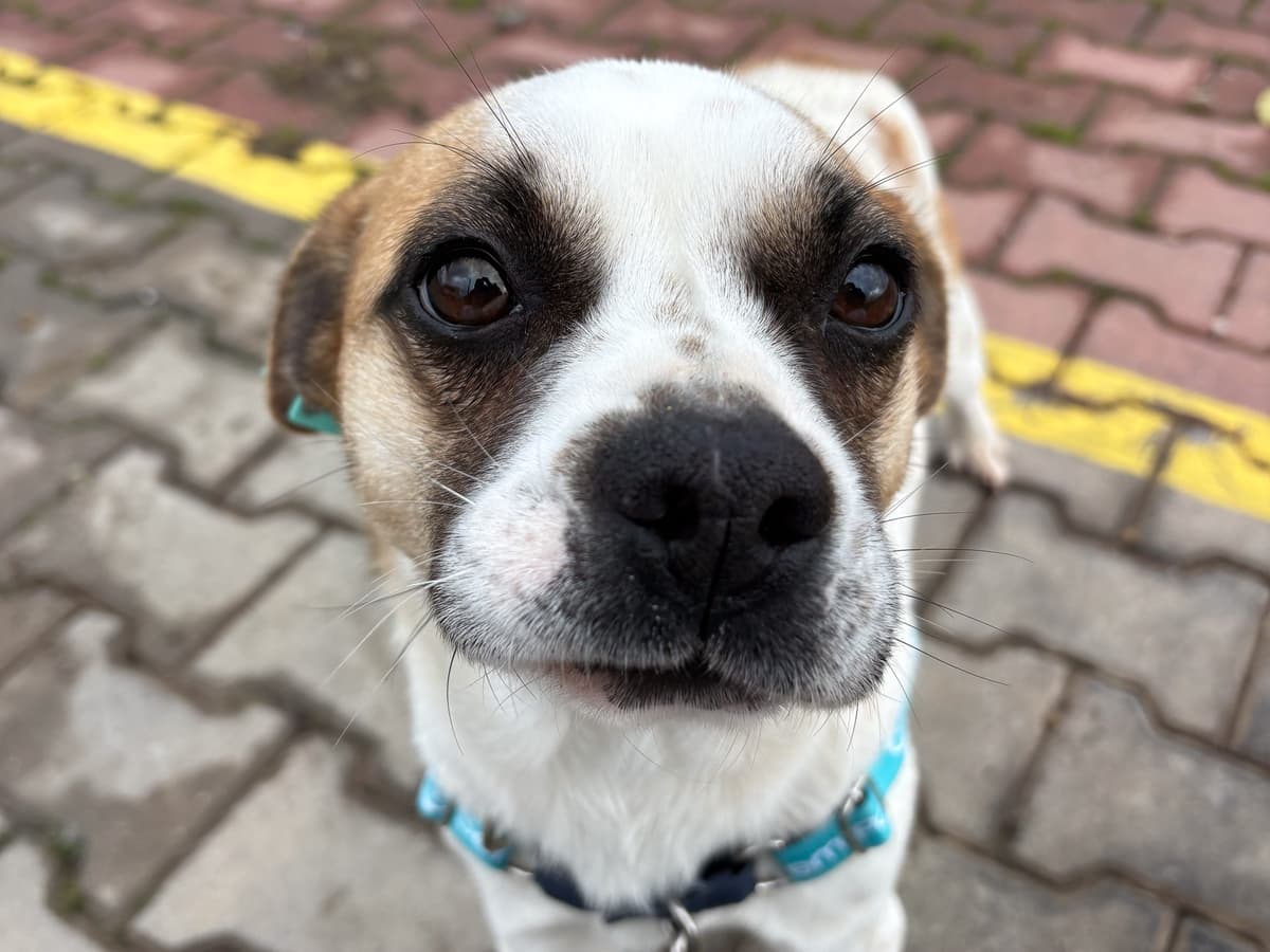 Boris Melez Köpek fotoğrafı